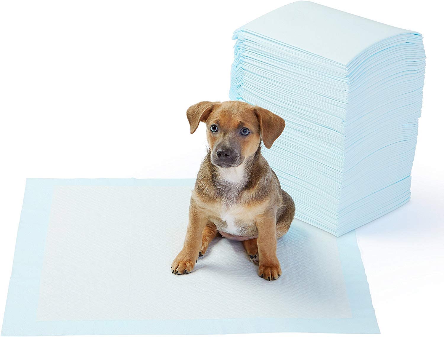 AmazonBasics-Dog-1.jpg